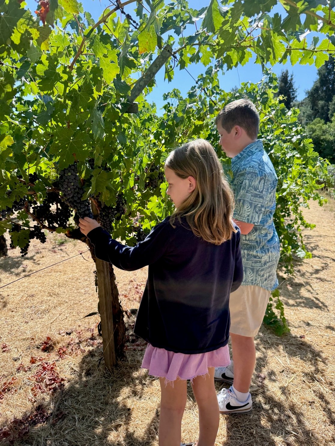 Napa Wine Country and Kids